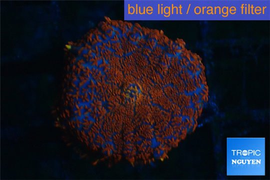 Rhodactis red blue superman 1 polyp WYSIWYG acclimaté