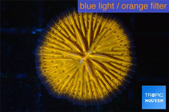 Fungia orange 2-4 cm WYSIWYG acclimaté