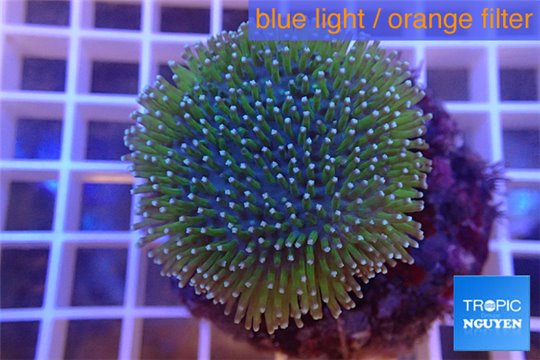 Sarcophyton long polyps 6-10 cm WYSIWYG acclimaté