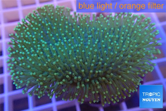 Sarcophyton long polyps 7-10 cm WYSIWYG acclimaté