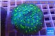 Echinopora lamellosa neon green spot 5-8 cm WYSIWYG acclimaté