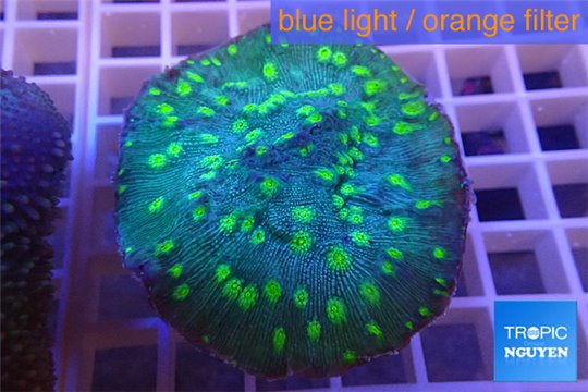 Echinopora lamellosa neon green spot 5-8 cm WYSIWYG acclimaté