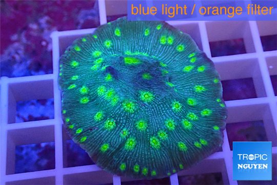 Echinopora lamellosa neon green spot 3-5 cm WYSIWYG acclimaté