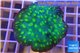 Echinopora lamellosa neon green spot 4-6 cm WYSIWYG acclimaté