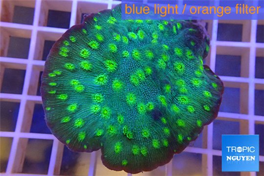 Echinopora lamellosa neon green spot 4-6 cm WYSIWYG acclimaté