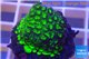 Cyphastrea neon green Australia 2-3 cm WYSIWYG acclimaté