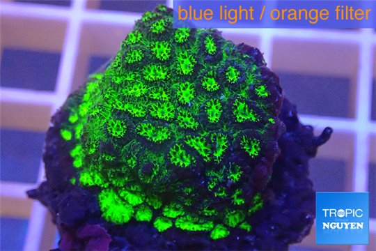 Cyphastrea neon green Australia 2-3 cm WYSIWYG acclimaté