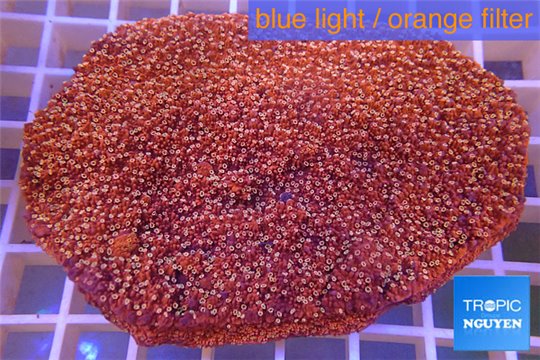 Montipora red incrusting Australia 8-12 cm WYSIWYG acclimaté