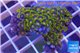 Zoanthus green purple 4-5 cm WYSIWYG acclimaté