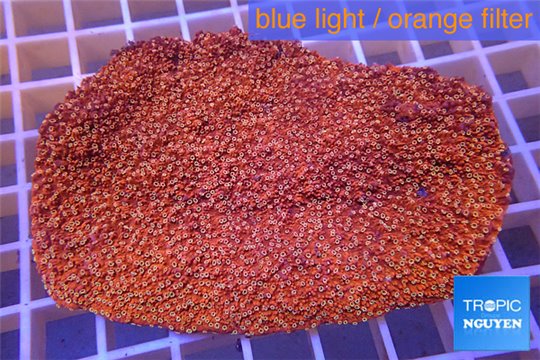 Montipora red incrusting Australia 8-12 cm WYSIWYG acclimaté