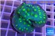 Echinopora lamellosa green spot 4-6 cm WYSIWYG acclimaté