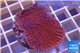 Montipora red & purple polyps 3-5 cm WYSIWYG acclimaté