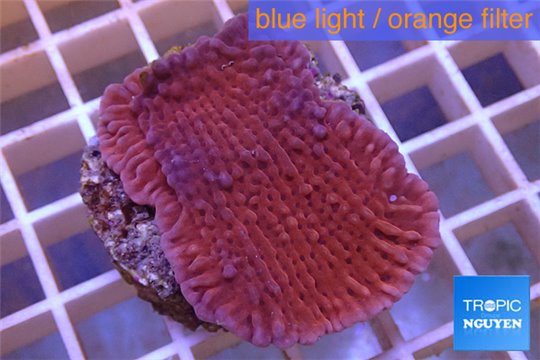 Montipora red & purple polyps 3-5 cm WYSIWYG acclimaté