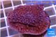 Montipora red & purple polyps 3-5 cm WYSIWYG acclimaté