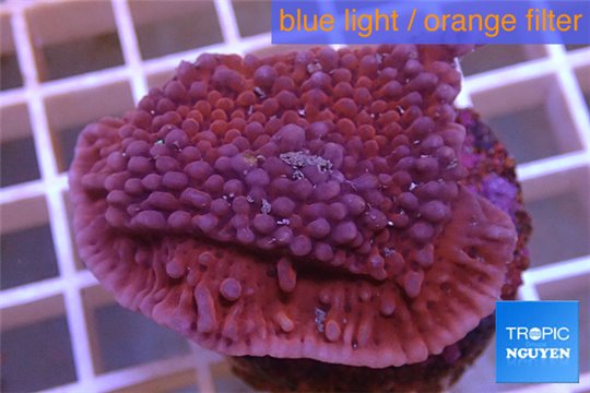 Montipora red & purple polyps 3-5 cm WYSIWYG acclimaté