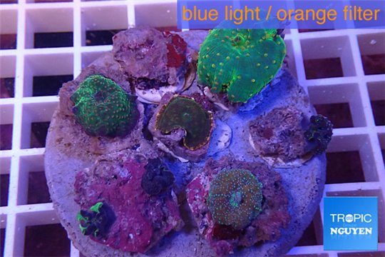 Discosoma garden mix color 4-5 polyps WYSIWYG acclimaté