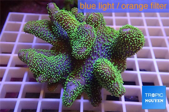 Sarcophyton full neon green polyps Australia 10-16 cm WYSIWYG acclimaté