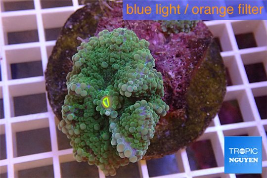 Ricordea yuma green 2 polyps WYSIWYG acclimaté