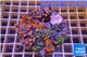 Rhodactis garden mix color premium 8-12 cm WYSIWYG acclimaté