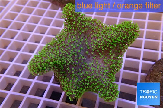 Sarcophyton full neon green polyps Australia 8-14 cm WYSIWYG acclimaté