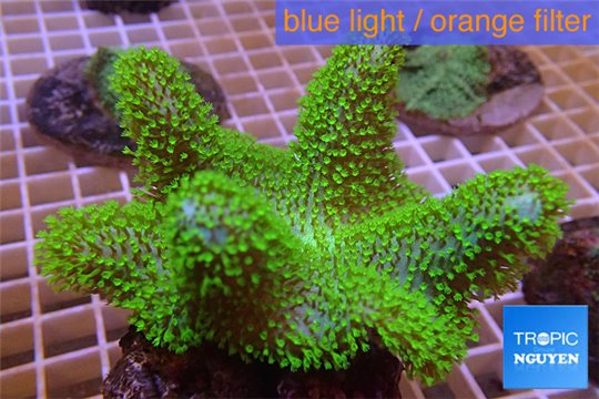 Sarcophyton full neon green polyps Australia 8-14 cm WYSIWYG acclimaté