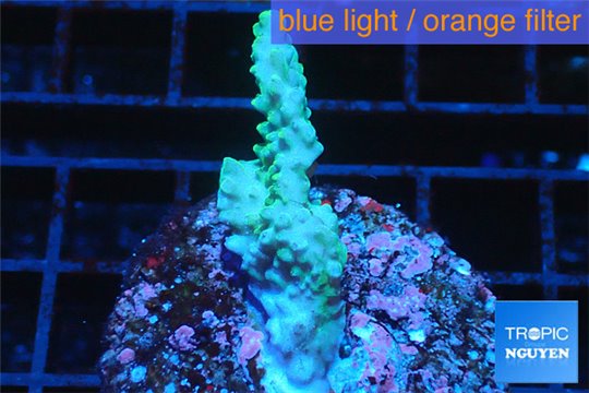 Acropora green gold Australia 3-4 cm WYSIWYG acclimaté