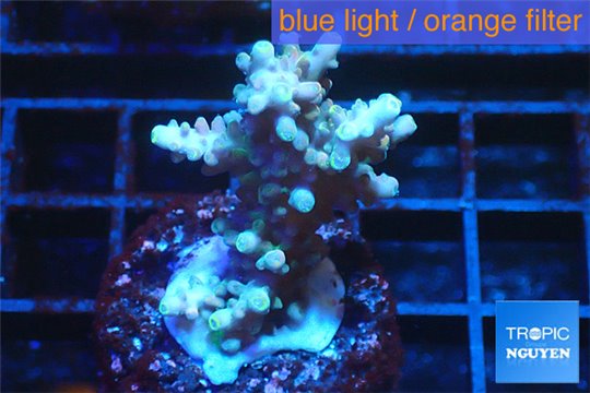 Acropora golden 3-5 cm WYSIWYG acclimaté