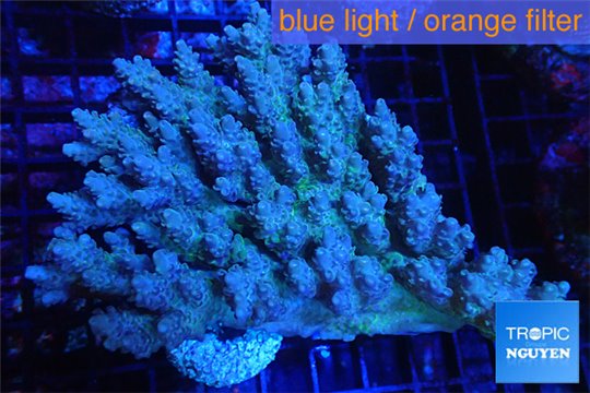 Acropora strawberry short cake Australia premium 9-12 cm WYSIWYG acclimaté