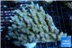 Acropora strawberry short cake Australia premium 9-12 cm WYSIWYG acclimaté