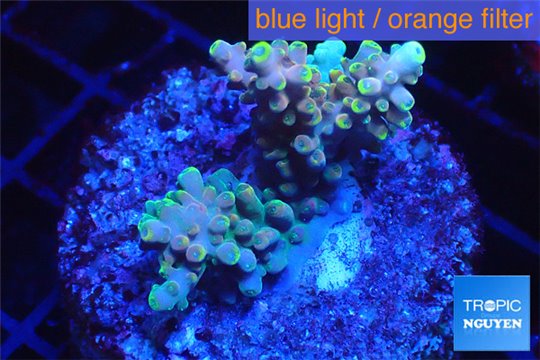 Acropora pink & golden tips 2-4 cm WYSIWYG acclimaté