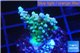 Acropora green & purple 2-4 cm WYSIWYG acclimaté