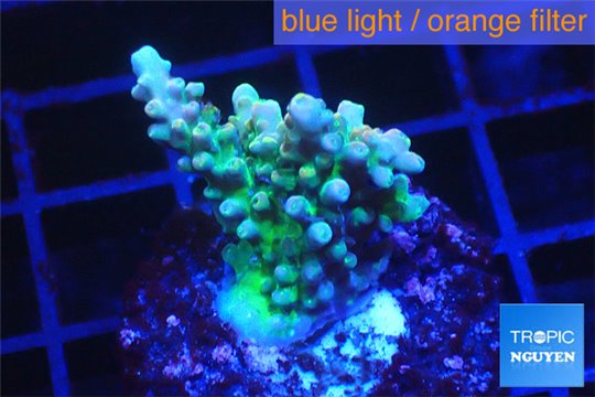 Acropora green & purple 2-4 cm WYSIWYG acclimaté