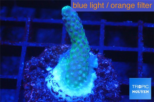 Acropora humilis purple Fijii 2-3 cm WYSIWYG acclimaté