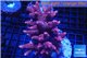 Acropora hyacinthus pink & blue tip 7-11 cm WYSIWYG acclimaté