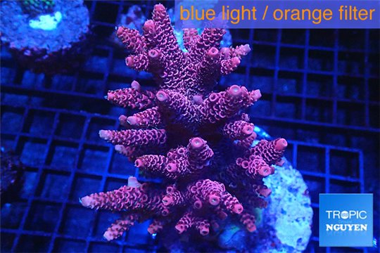 Acropora hyacinthus pink & blue tip 7-11 cm WYSIWYG acclimaté