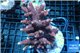 Acropora hyacinthus pink & blue tip 7-11 cm WYSIWYG acclimaté