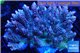 Acropora strawberry short cake Australia premium 9-13 cm WYSIWYG acclimaté