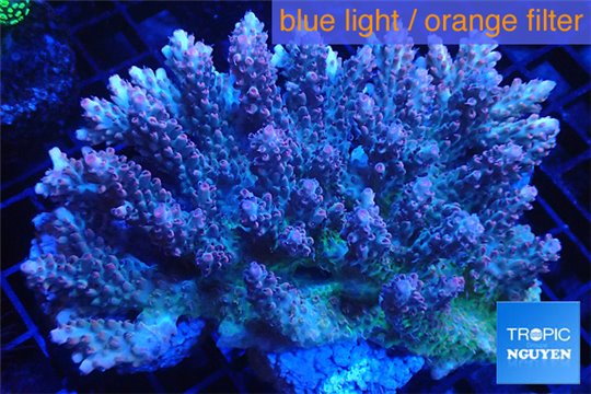 Acropora strawberry short cake Australia premium 9-13 cm WYSIWYG acclimaté