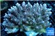 Acropora strawberry short cake Australia premium 9-13 cm WYSIWYG acclimaté