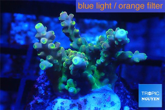 Acropora golden tip 2-4 cm WYSIWYG acclimaté