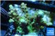 Acropora golden tip 2-4 cm WYSIWYG acclimaté