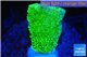 Montipora capricornis green 2-4 cm WYSIWYG acclimaté