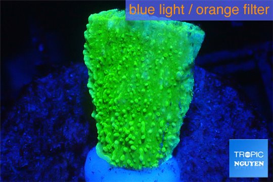 Montipora capricornis green 2-4 cm WYSIWYG acclimaté