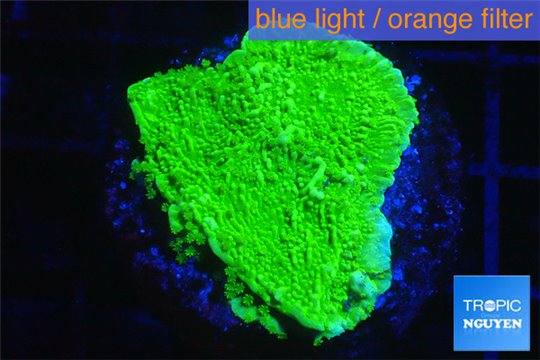 Montipora capricornis green 3-4 cm WYSIWYG acclimaté