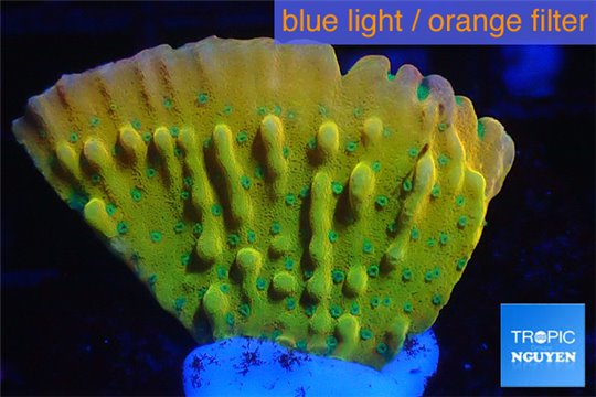 Montipora kung pao phoenix 2-3 cm WYSIWYG acclimaté