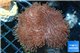 Sarcophyton long polyps 8-12 cm WYSIWYG acclimaté