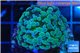 Euphyllia paraancora gold 2-4 cm WYSIWYG acclimaté