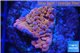 Montipora red purple polyps 2-3 cm WYSIWYG acclimaté