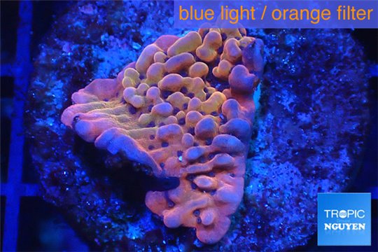 Montipora red purple polyps 2-3 cm WYSIWYG acclimaté