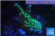 Montipora green & purple polyps 2-3 cm WYSIWYG acclimaté